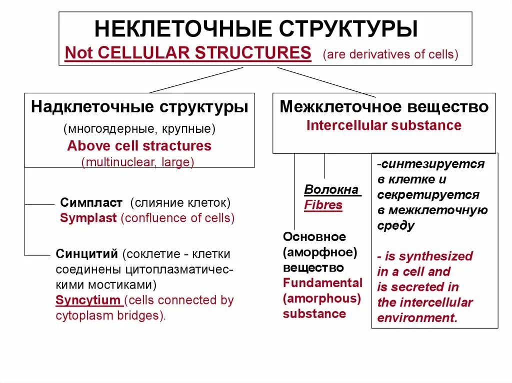 Неклеточные структуры тканей. Неклеточные структуры. неклеточные структуры клетки. неклеточные структуры гистология. неклеточные структуры строение.
