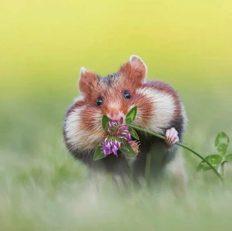 Violin hamster. Луговой хомяк карбыш. Степной хомяк карбыш. Рыжий полевой карбыш. Дикий хомяк карбыш.