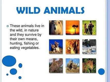 Wildlife meaning