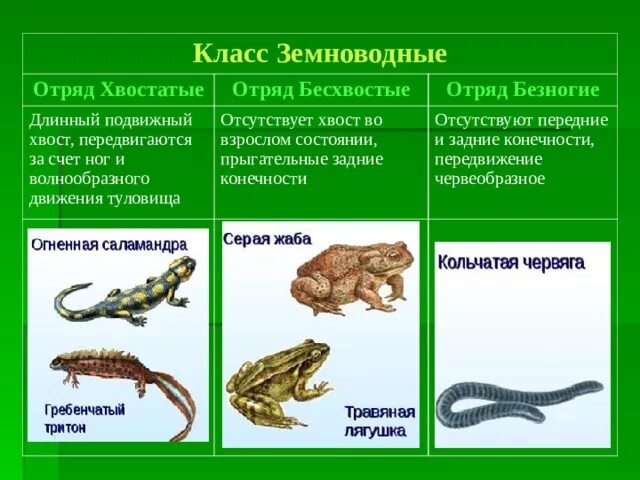 Класс земноводные отряд хвостатые. Отличительные признаки земноводных. Признаки характерные для амфибий. Признаки характерные для амфибий. Признаки класса земноводные или амфибии.