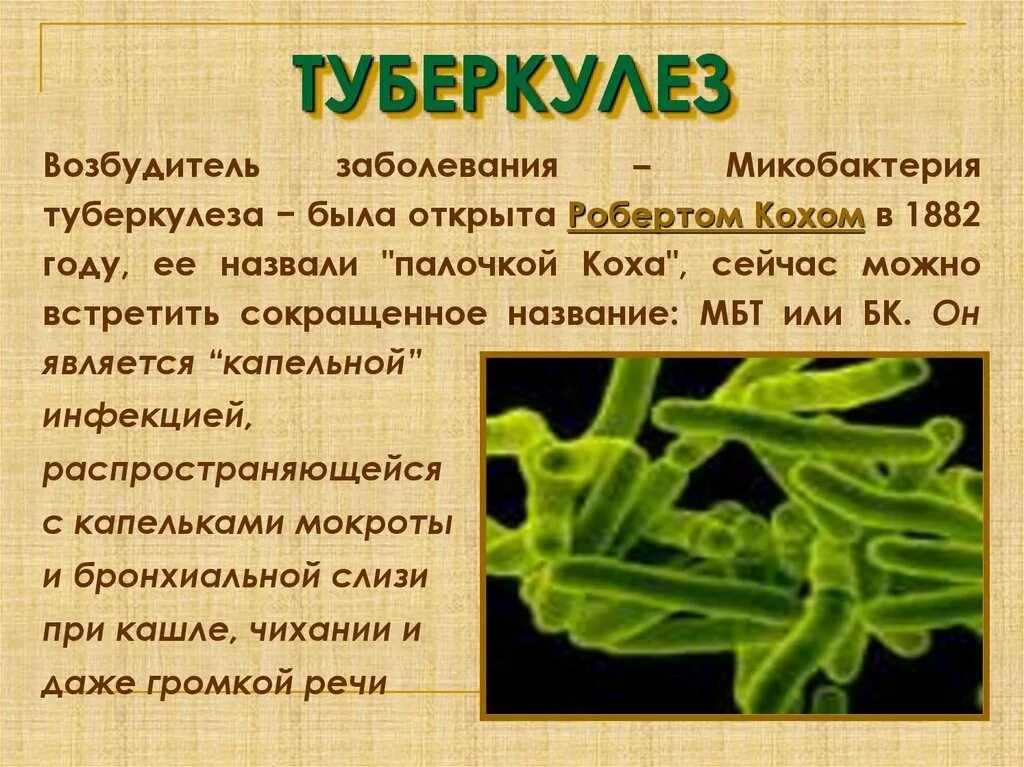 Возбудитель инфекции туберкулеза