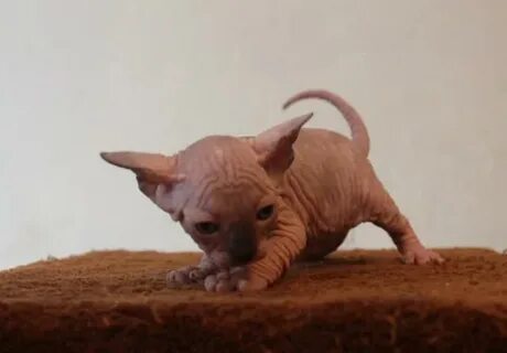 Котенок сфинкса отдам