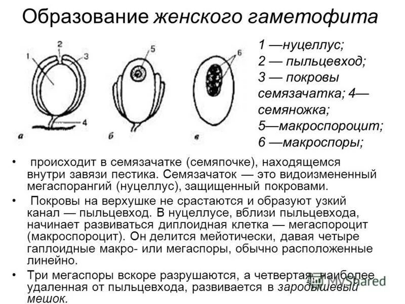 Схема строения зародышевого мешка покрытосеменных растений. Строение зародышевого мешка цветковых растений. Схема цикла воспроизведения саговника. Образование семязачатка покрытосеменных. Образование семязачатка покрытосеменных.