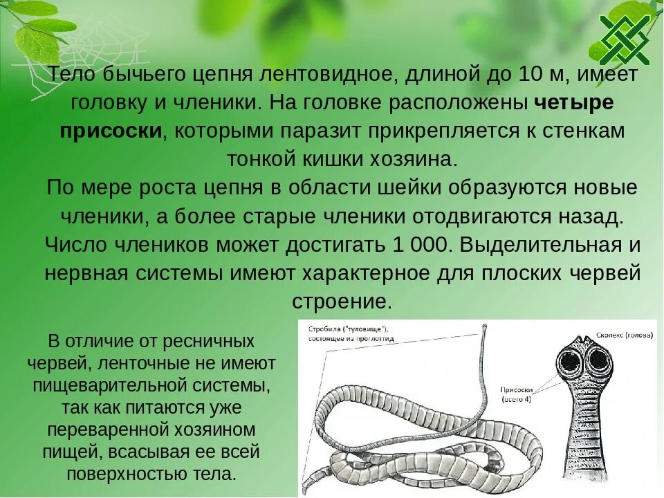 Черты приспособления червя. Паразитические ленточные черви строение. Бычий цепень сообщение. Плоские черви ленточные строение. Ленточные черви информация.