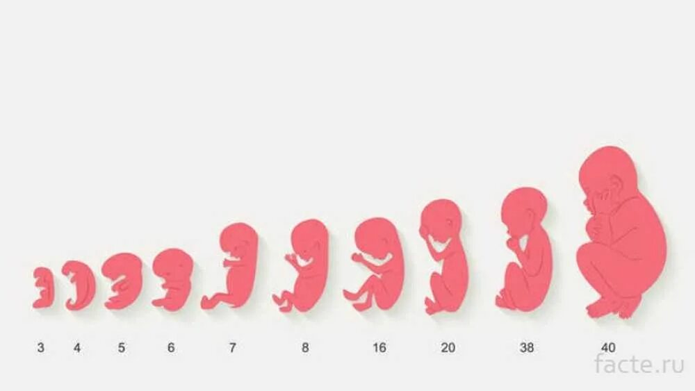3 недели это много. Малыш в утробе матери. Развитие ребенка в утробе. Ребенок в утробе по месяцам.