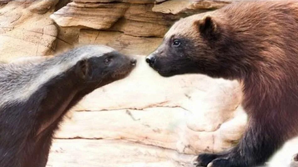 Медоед и росомаха отличие. Медоед против росомахи. Медоед и росомаха отличие. Барсук медоед хищник. Медоед и росомаха.