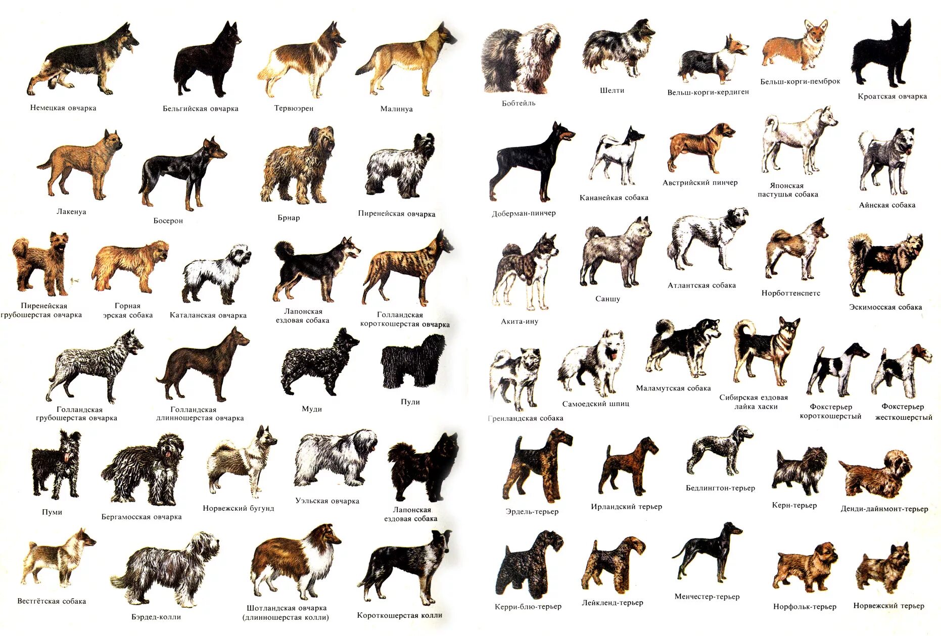 Породы собак РКФ С фотографиями и названиями. Порода собак Гринфилд. Порода собак Меркурий. Порода собаки Штраус. Красивые названия собак