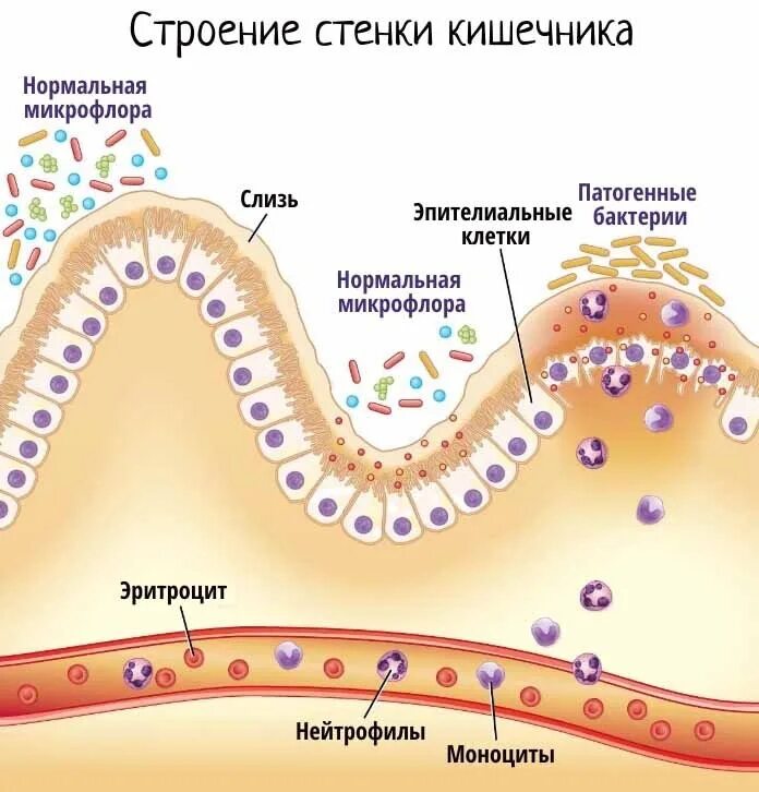 Иммунная и кишечник. Строение стенки толстой кишки клетки. Иммунные клетки в кишечнике. Кишечник орган иммунитета. Иммунная функция ЖКТ.