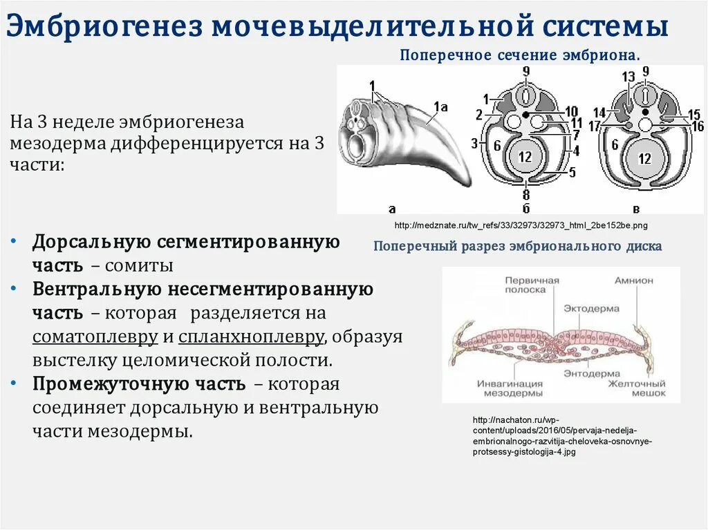 Эмбриогенез мочеполовой системы. Мочевыделительная система эмбриогенез. Эмбриогенез почки гистология. Эмбриогенез выделительной системы.