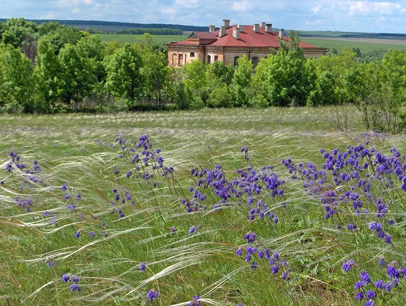 Природа центрально черноземного. Стрелецкая степь Курская область. Стрелецкая степь Курская область заповедник. Заповедник Алехина Курск. Заповедник Алехина в Курской области.