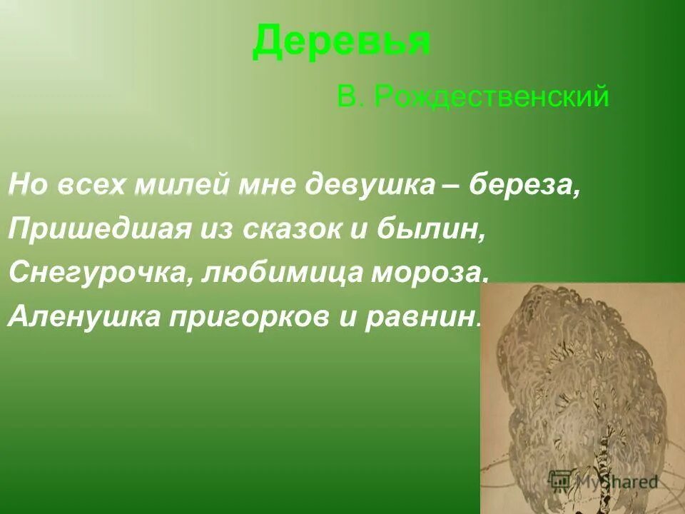 Береза вблизи. Фотосессия в березах. Природа урала береза. Березы россии. Пушгоры береза.