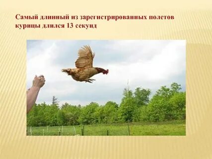 Какие куры не летают