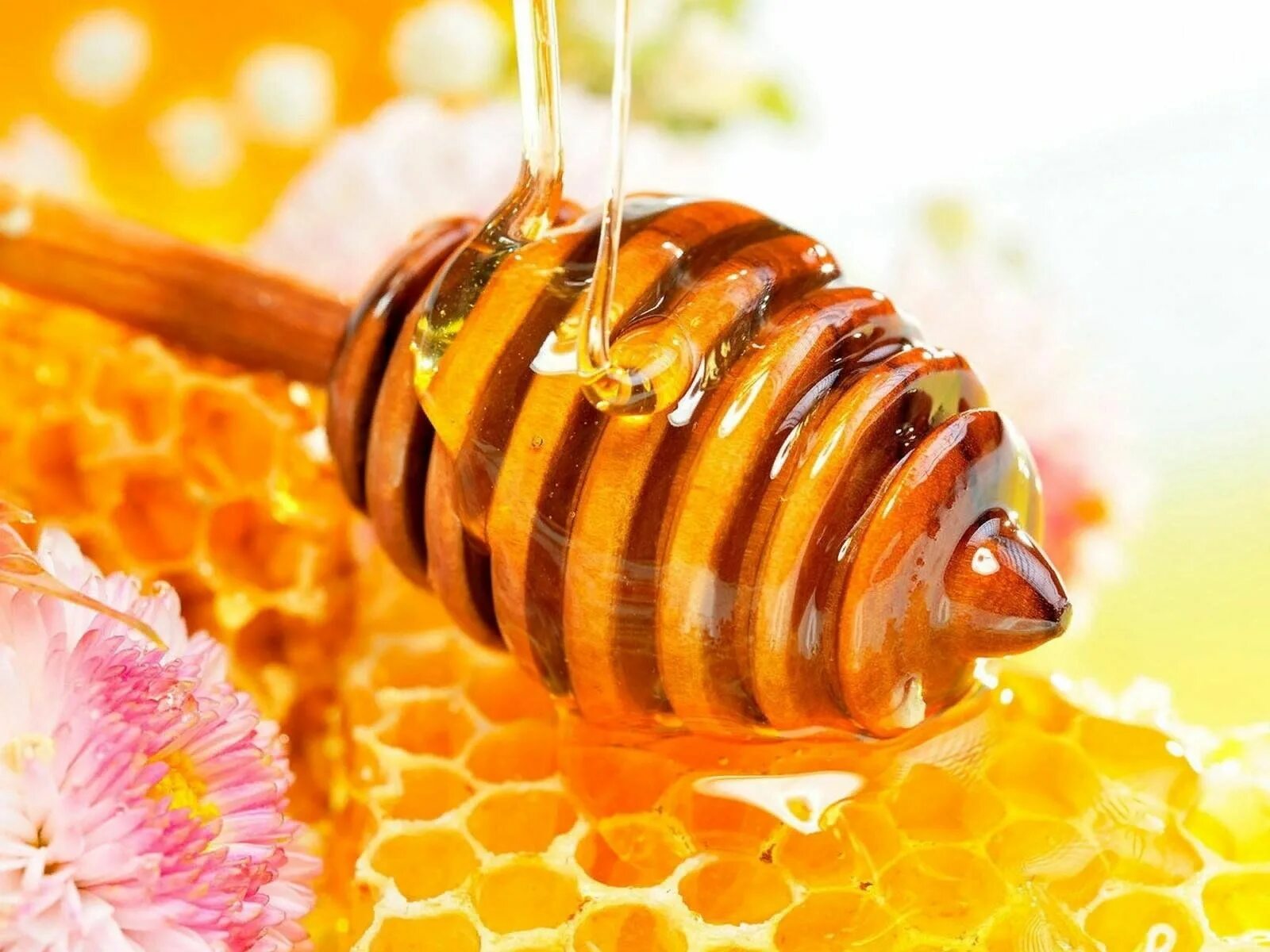 Honey cot