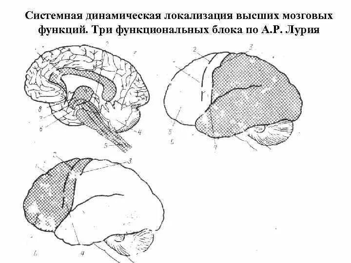 Лурия второй функциональный блок головного мозга. Системная локализация высших психических функций. Локализация высших психических функций Лурия. Структурно-функциональная модель мозга а.р Лурия.