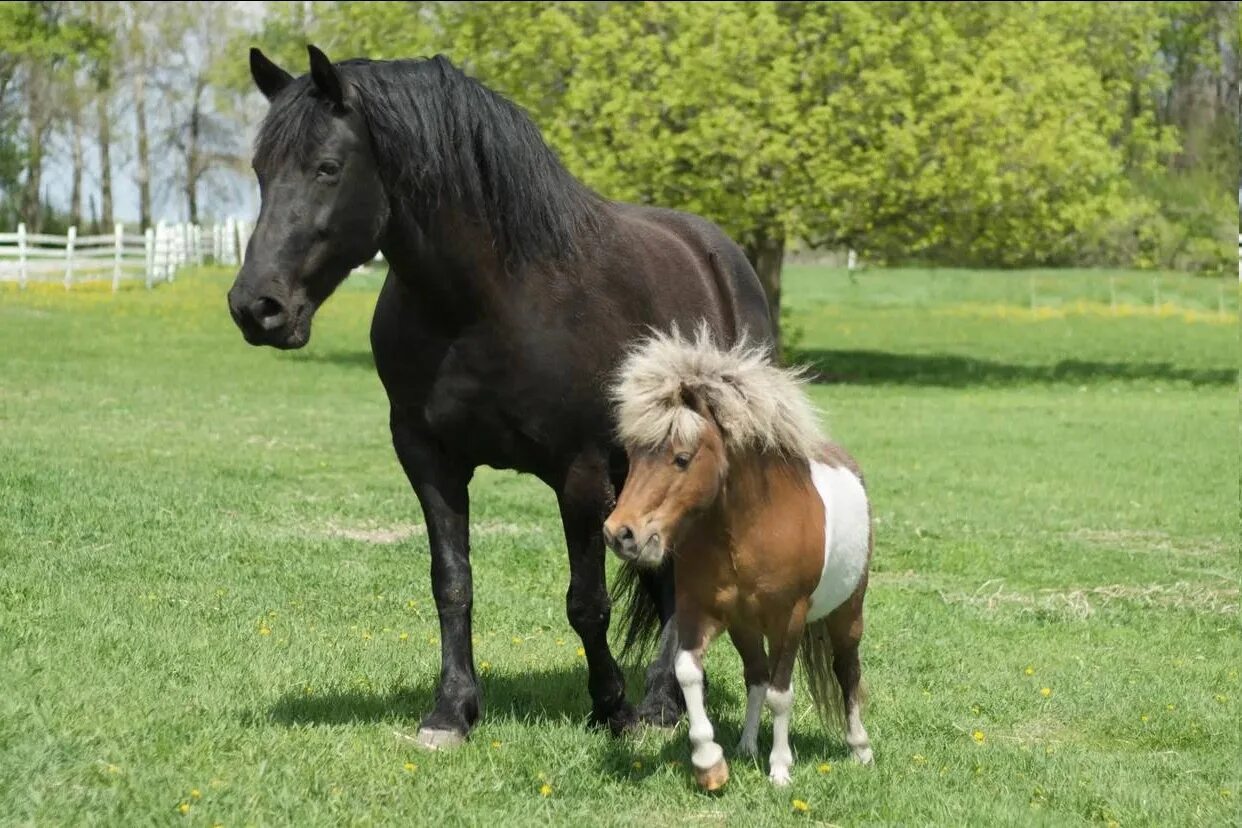 Mini pony. Лошади породы Фалабелла. Пони Фалабелла. Пони лошадь Фалабелла. Пони породы Фалабелла.