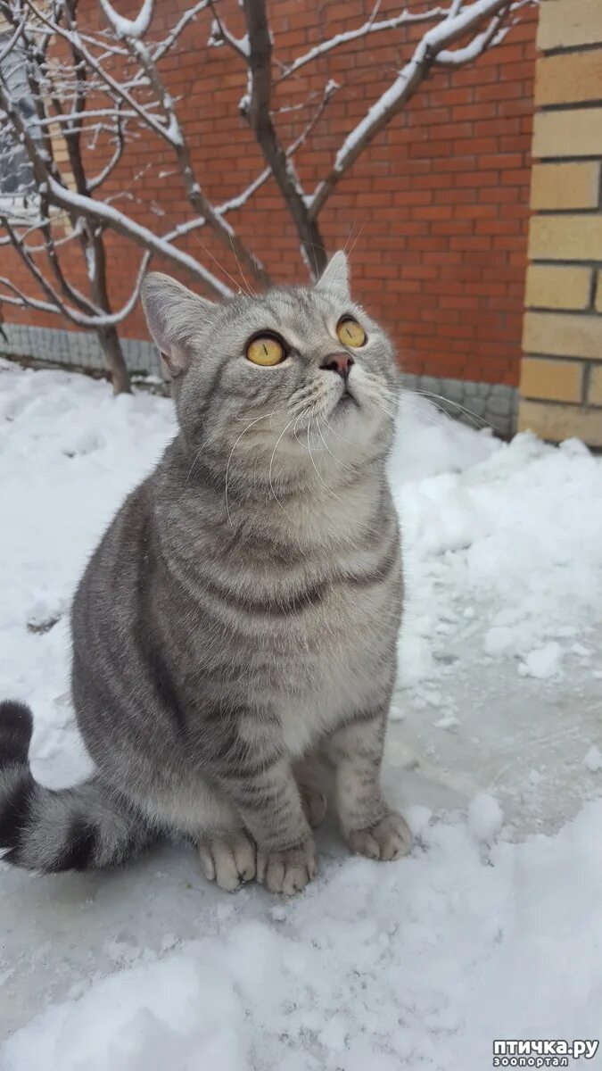 Шотландский вислоухий кот полосатый. Шотландская дворовая. Шотландская вислоухая кошка белая с серым. Шотландская порода скоттиш фолд. Вислоухий короткошерстный.