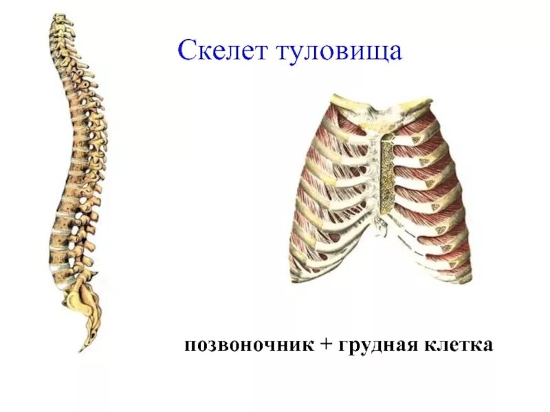 Скелет туловища. Скелет человека скелет туловища. Скелет туловища позвоночник и грудная клетка. Скелет туловища,позвоночник,ребра,Грудина. Скелет туловища человека анатомия грудная клетка.