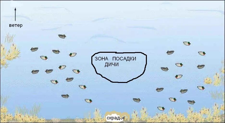 Как расставить чучела