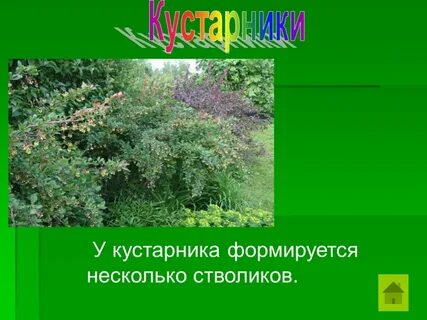 Куст 2