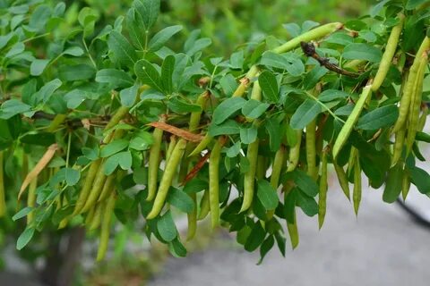Бобовые кустарники