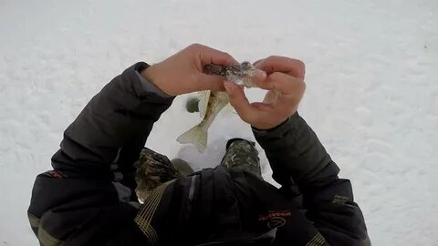 Судак на тюльку зимой