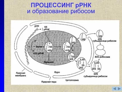 Синтез субъединиц
