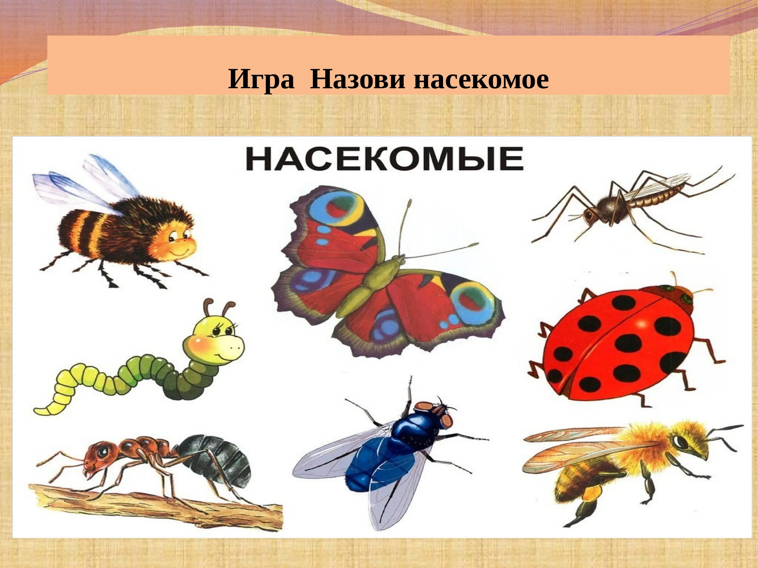 Насекомые для детей. Насекомые для дошкольников. Насекомые занятие для дошкольников. Полезные насекомые для дошкольников. Насекомые тема детского сада