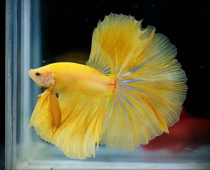 Петушок Халф Мун сине красный самец (Betta male Halfmoon bicolor red blue)