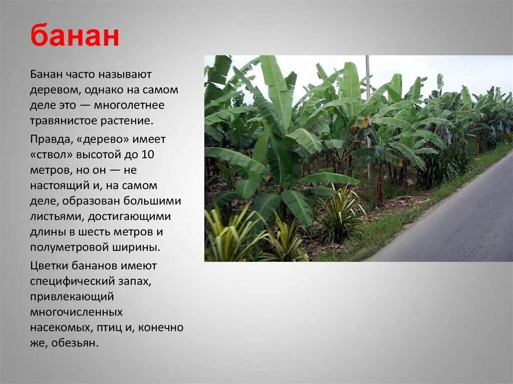 Жизни какую жизненную форму имеет бамбук