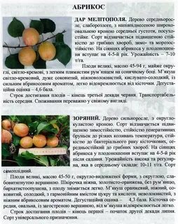 Абрикос севера описание