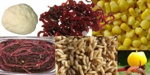 Эффективная приманка