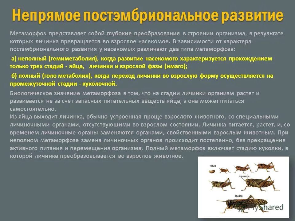 прямое постэмбриональное развитие происходит. прямое постэмбриональное развитие происходит. прямое постэмбриональное развитие происходит. тритон полное или неполное превращение. прямое постэмбриональное развитие происходит.