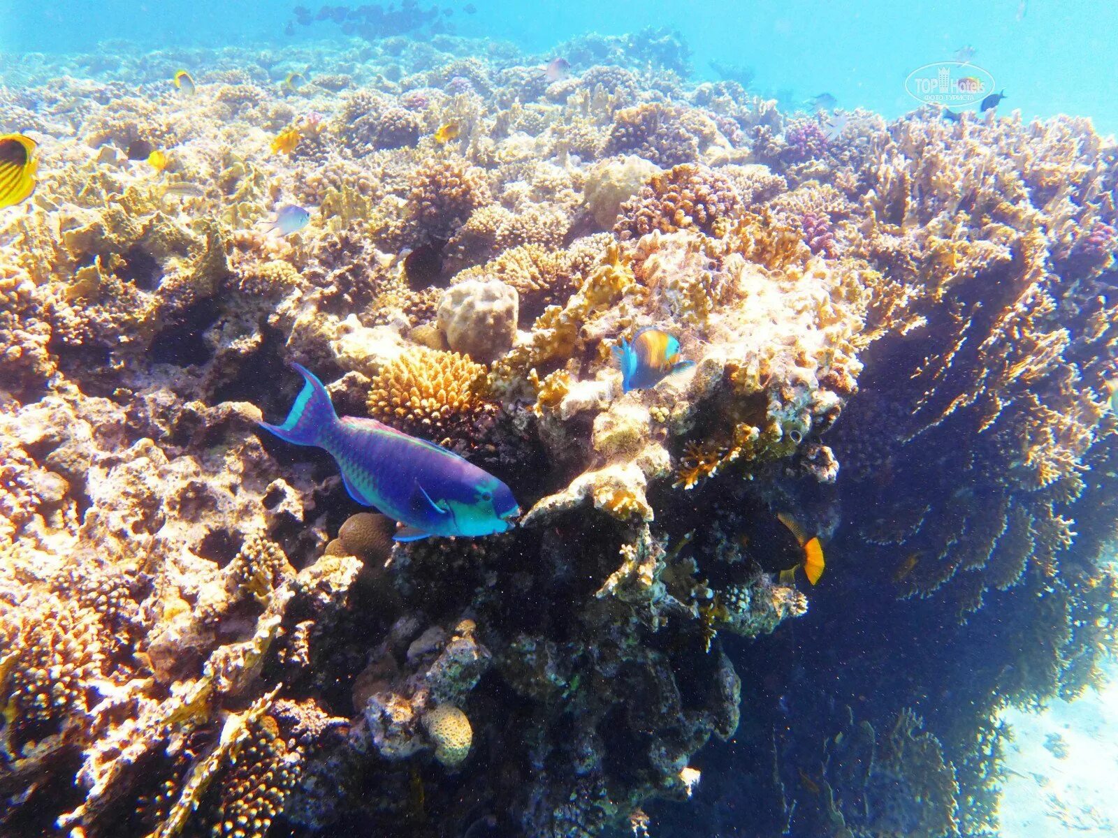 опасно ли в шарм эль шейхе