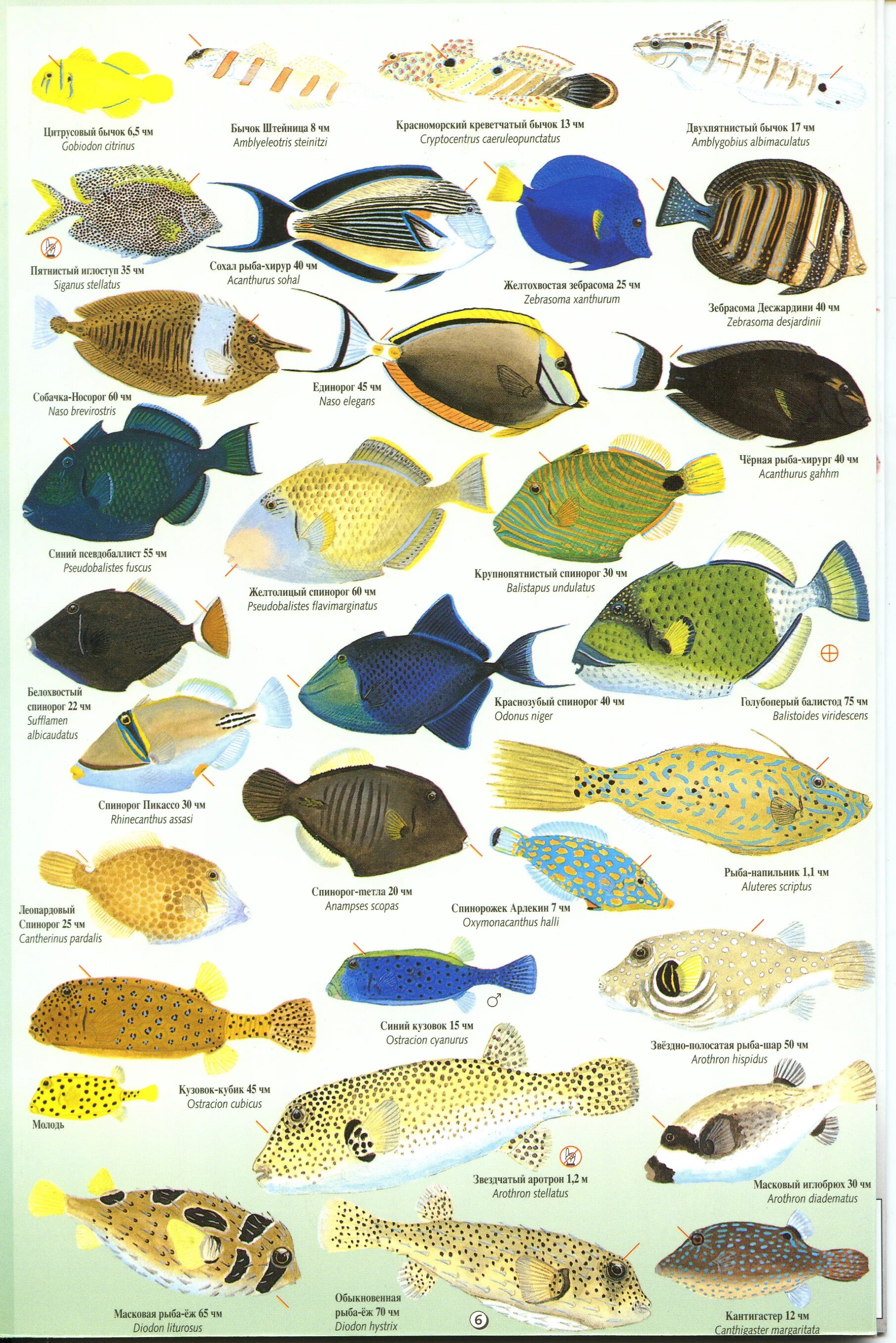 красноморский ринекант пикассо. крылатка рыба шарм эль шейх. рыбы красного моря с названиями. промысловые рыбы красного моря. рыба кузовок красное море.