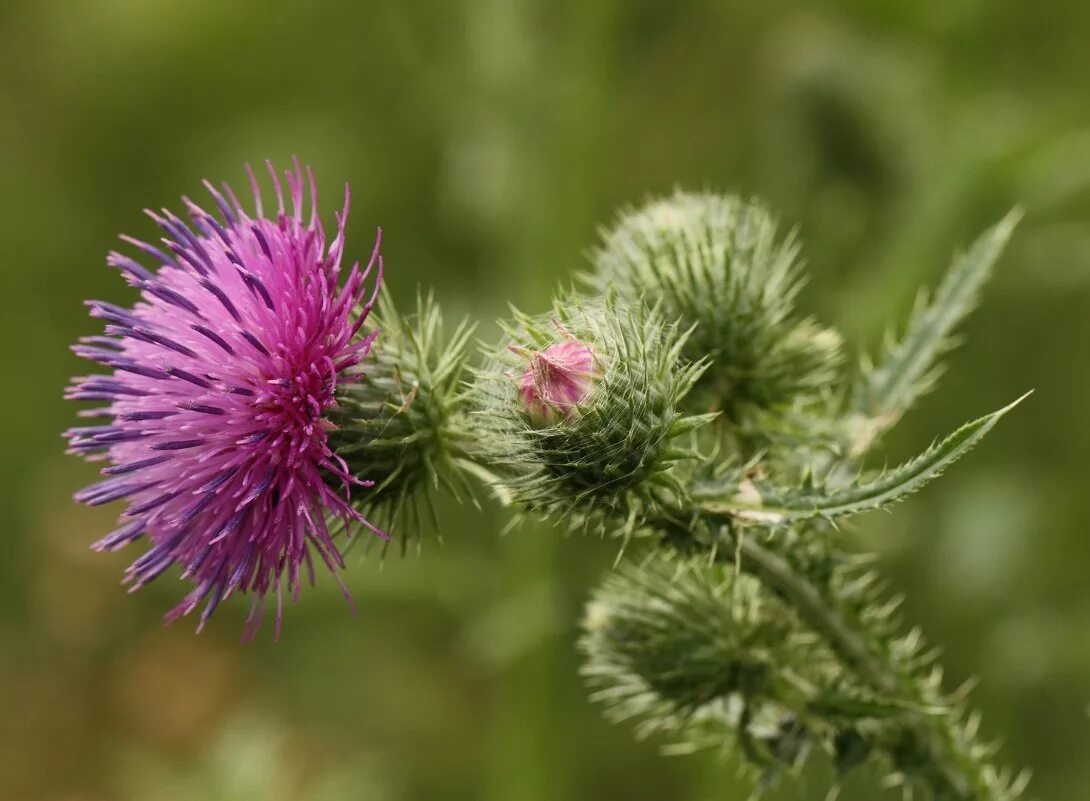 Arctium tomentosum. Лопух большой репейник. Репейник ареал. Репейник цветет. Масляничный репейник.