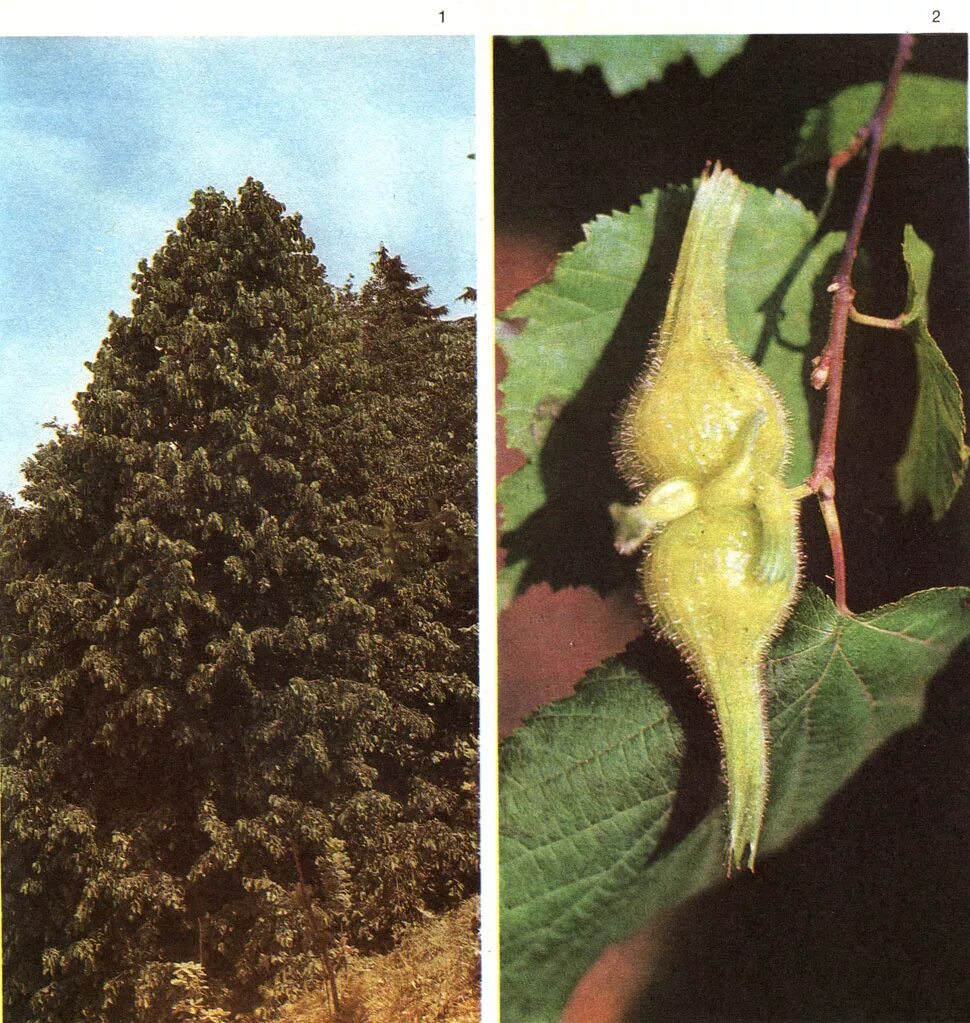 Среди кустарников преобладает. Betulaceae семейство. Лещина рогатая. Семейство березовые и лещиновые. Лещина рогатая плоды.