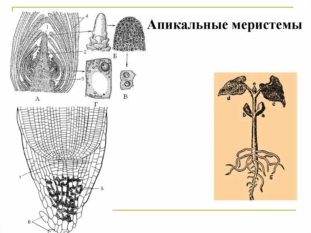 Верхушечная апикальная меристема. Апикальная меристема корня. Верхушечная меристема побега элодеи. Меристема ткани растений. Верхушечный рост корня