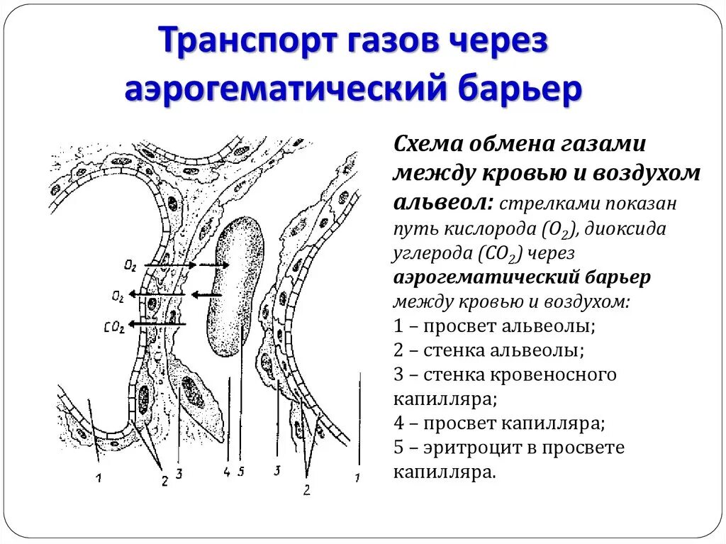 Схема диффузии газов через аэрогематический барьер.. Схема строения альвеолы аэрогематический барьер. Схема строения альвеолы аэрогематический барьер гистология. Схема перенос газов через аэрогематический барьер. Обмен газов между легочным воздухом и