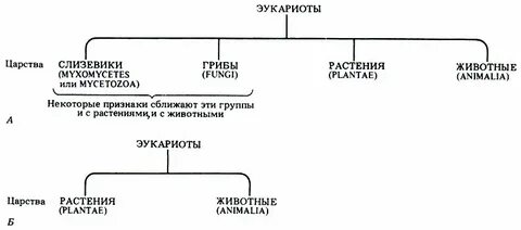 Какие структуры формируются в эукариотах