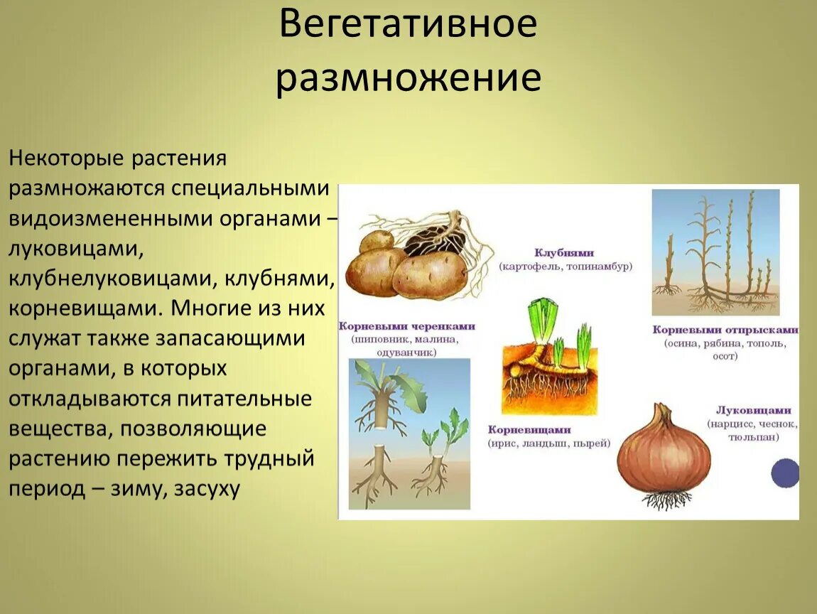 Вегетативное размножение растений клубнелуковицами. Размножение корневищем клубнем луковицей. Вегетативное размножение клубнелуковицами. Размножение клубнелуковицами. Вегетативное размножение с помощью луковиц