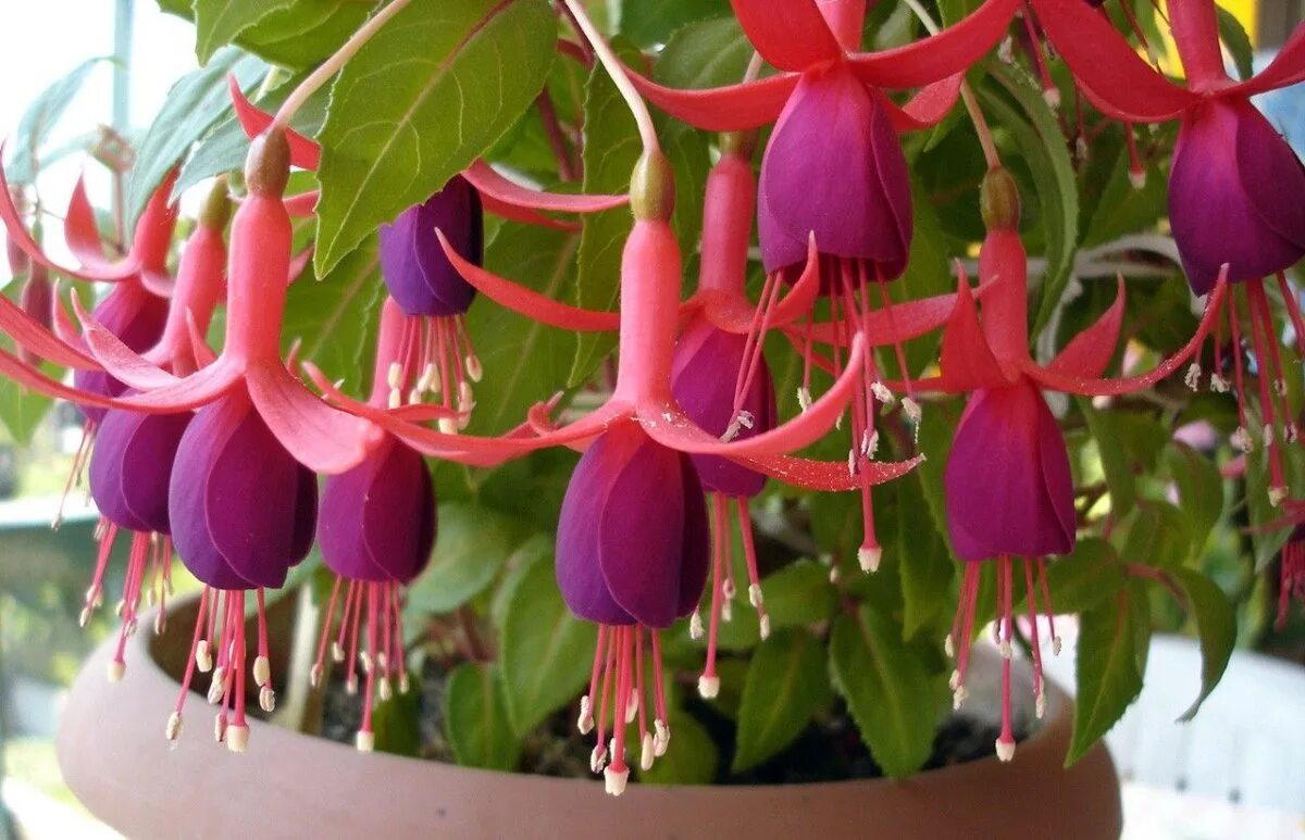 Фуксия archie owen. Фуксия fuchsia. Фуксия fuchsia. Фуксия orange king. Фуксия 'regner hansen'.