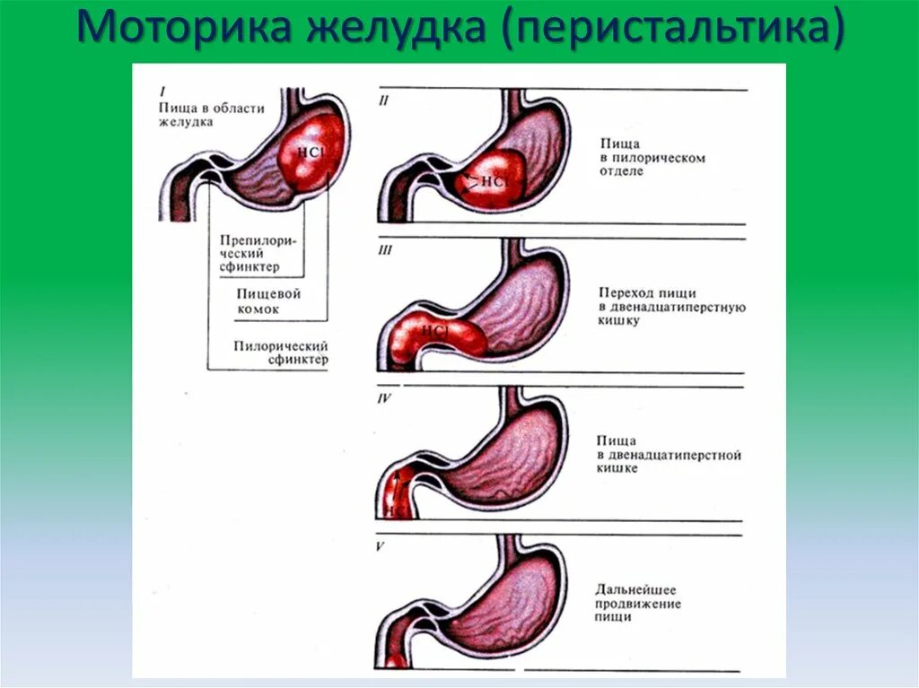 Моторика желудка и кишечника. Моторная функция желудка. Регуляция моторики ЖКТ физиология. Моторная функция ЖКТ. Виды моторной функции желудка.