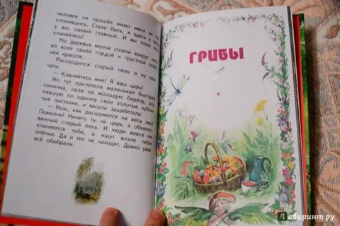 Катаев грибы картинки
