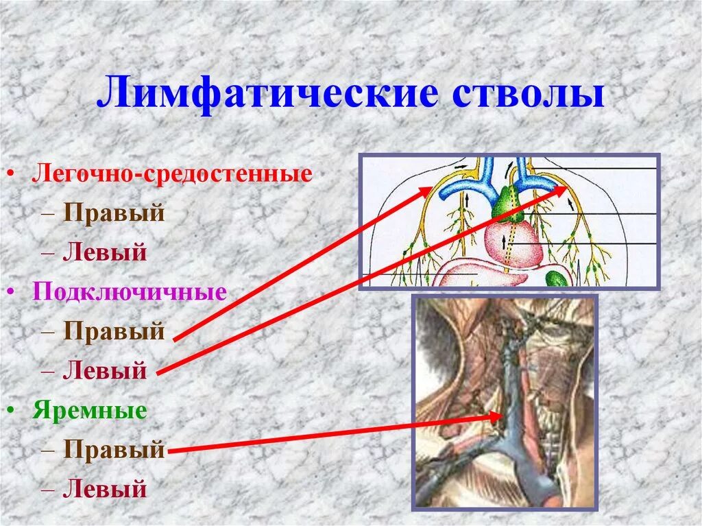 Яремный ствол лимфатическая система. Правый и левый яремные лимфатические стволы. Левый лимфатический проток. Строение лимфатических протоков.