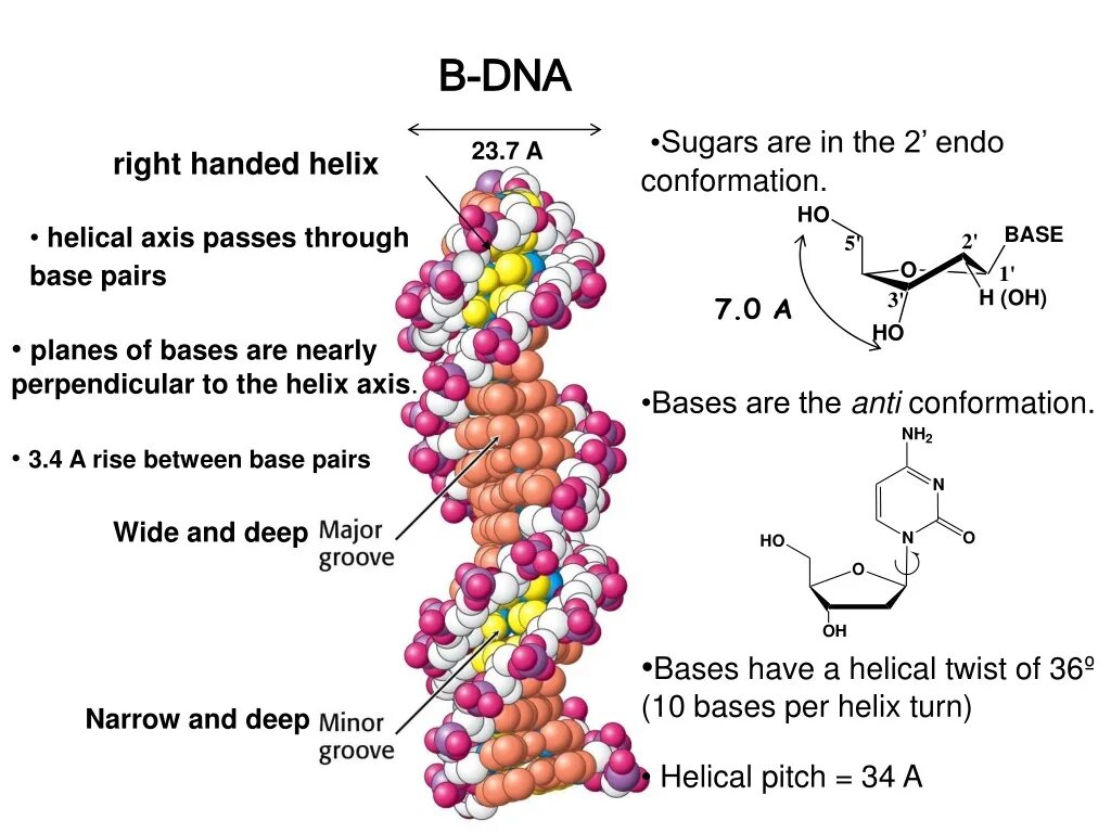 B-ДНК. DNA Base. A B Z формы ДНК. Подразделение DNA.