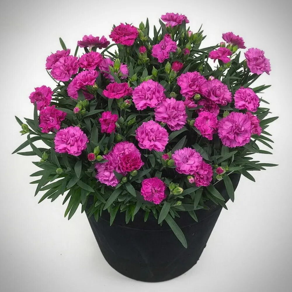 Гибридные гвоздики. Гвоздика Dianthus Sunflor Cosmos. Гвоздика Лилипот микс. Гвоздика Садовая Лилипот. Гвоздика Sunflor faganza.