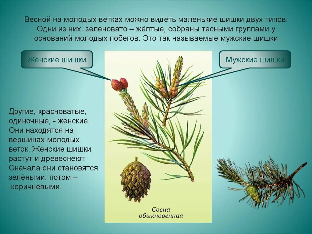 Голосеменные сосна обыкновенная. Мужские и женские шишки голосеменных растений. Строение шишек голосеменных растений. Строение побега голосеменных.