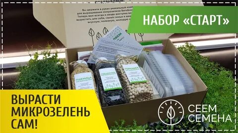 Инструкция по выращиванию микрозелени