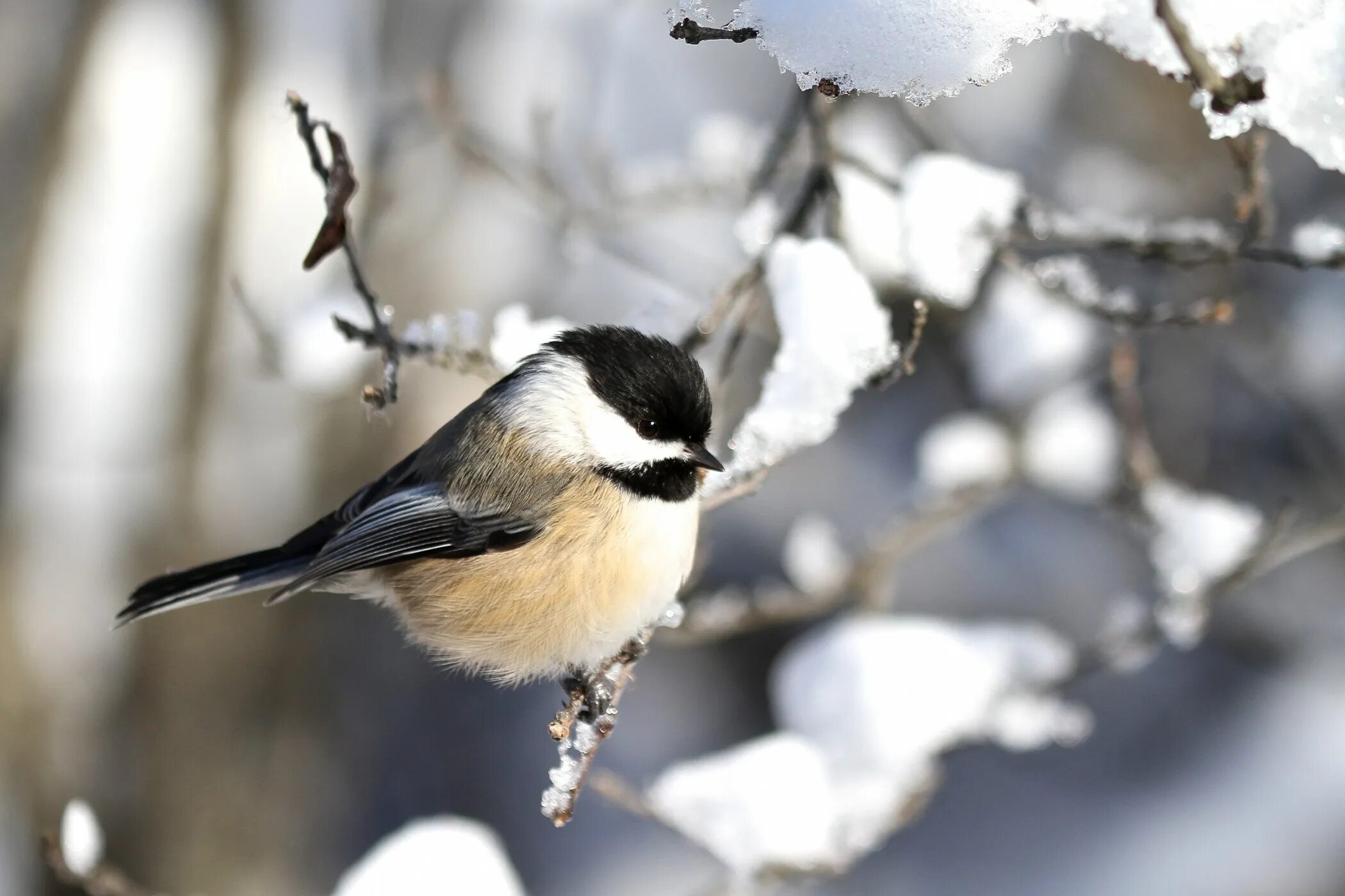 Птицы зимой песни. Chickadee. Птицы зимой 4 класс. Chickadee Bird. Птички зимой черно белая фото.