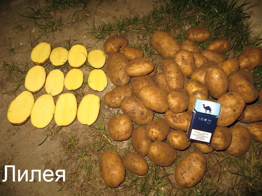 Vandel Potatoes I/S wins appeal infringement case against Knud Kristensen ApS Po